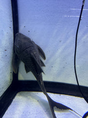 Blue eyed royal pleco (Panaque cochliodon)