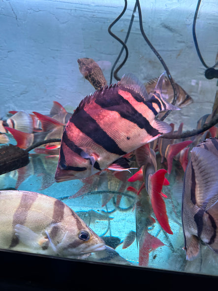 Siamese Tiger Fish (Datnioides Pulcher)