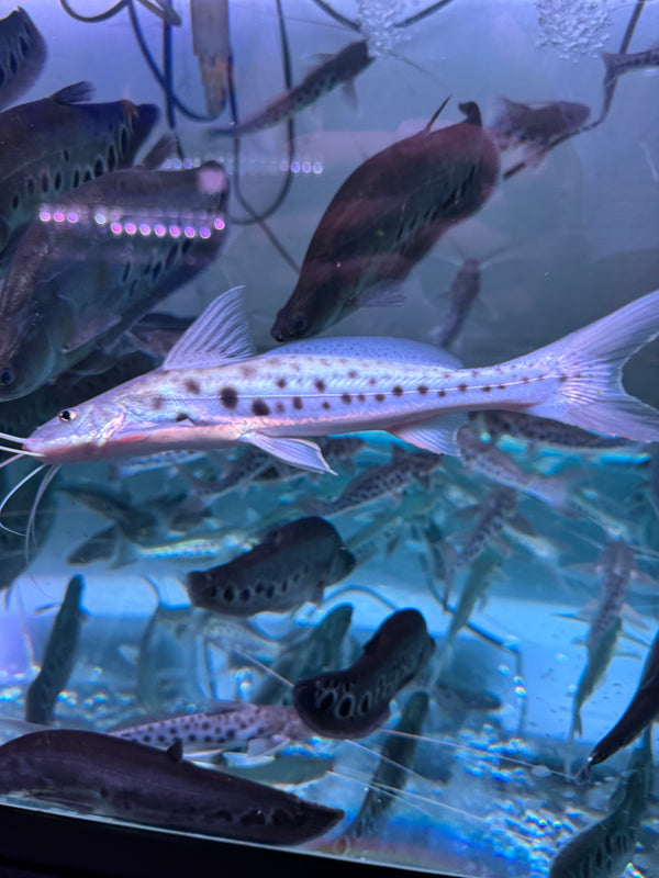 Vulture Catfish (Calophysus macropterus)