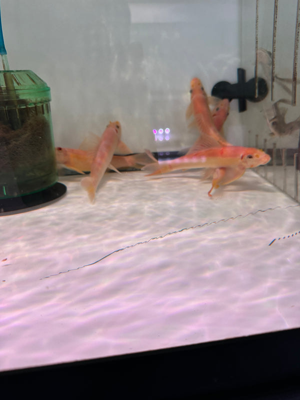Giant Gold Chinese Algae eater (Gyrinocheilus aymonieri)