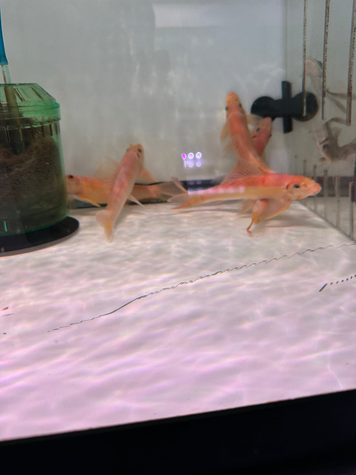 Giant Gold Chinese Algae eater (Gyrinocheilus aymonieri)
