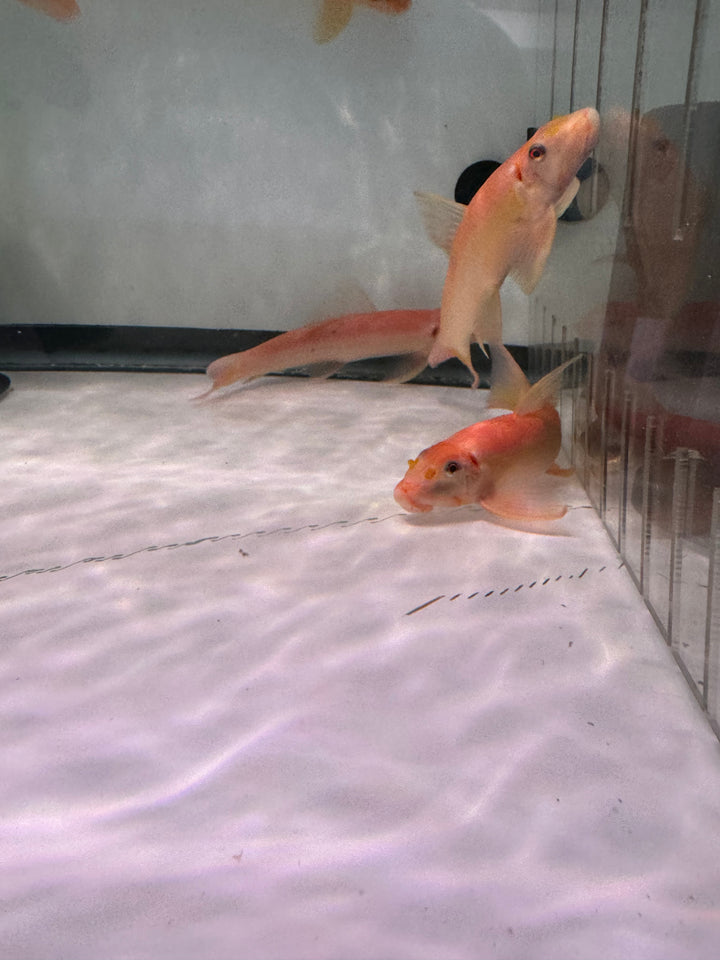 Giant Gold Chinese Algae eater (Gyrinocheilus aymonieri)