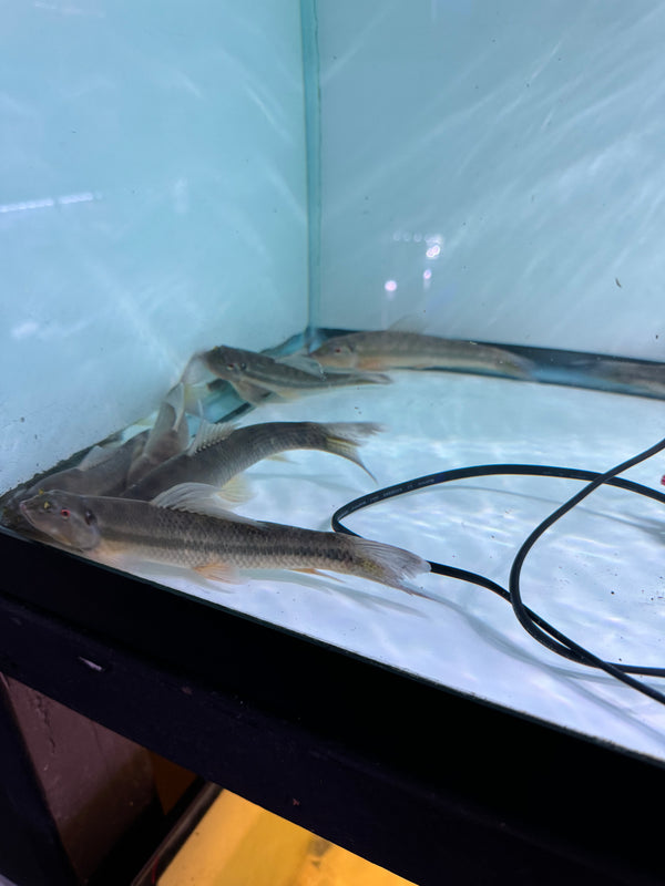 Giant Black Chinese Algae eater (Gyrinocheilus aymonieri)
