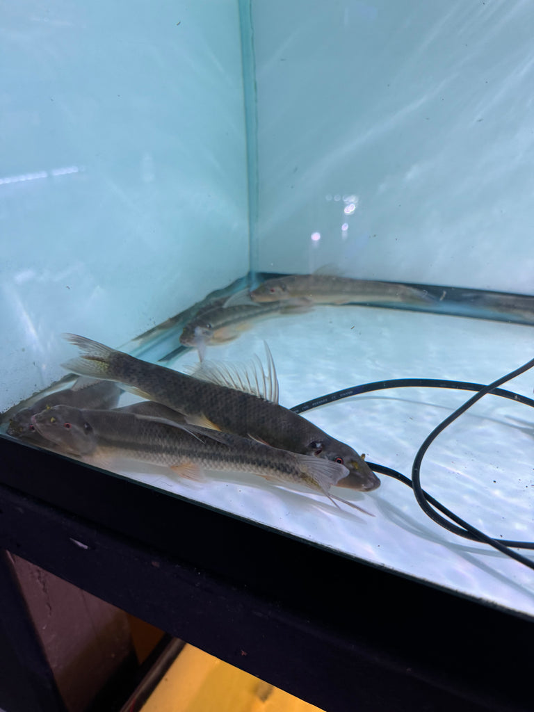 Giant Black Chinese Algae eater Gyrinocheilus aymonieri