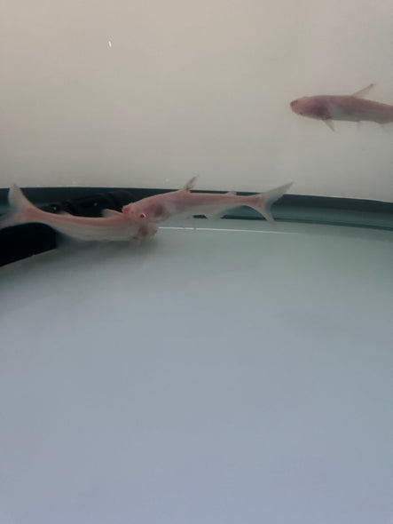 Albino Shark Catfish (Pangasius Conchophilus)