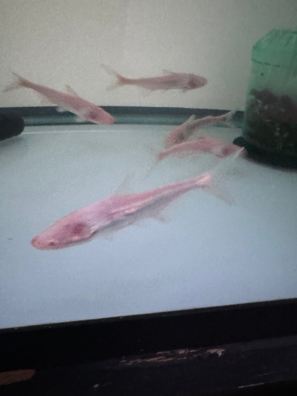 Albino Shark Catfish (Pangasius Conchophilus)