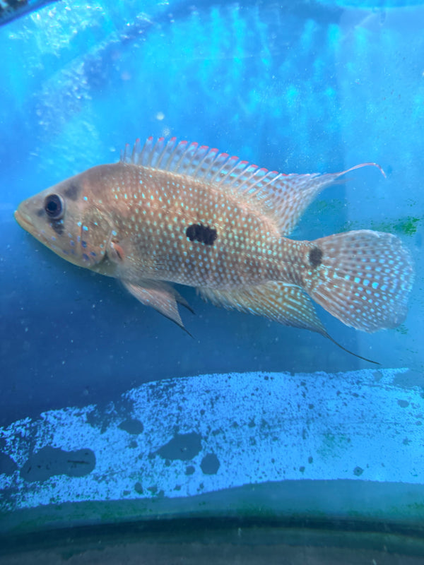 Umbee (Caquetaia umbrifera)