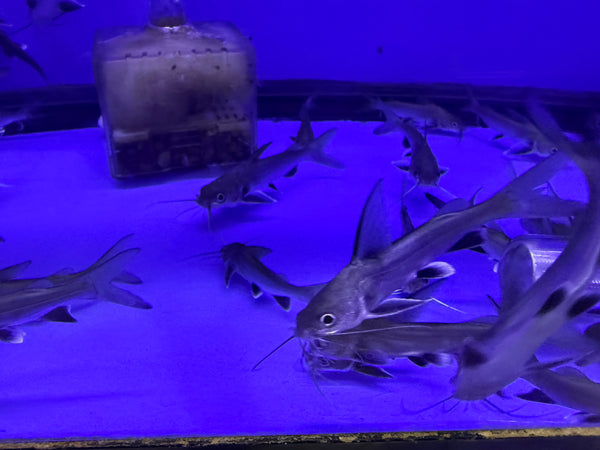 Colombian Shark Catfish ( Hexanematichthys Seemanni )