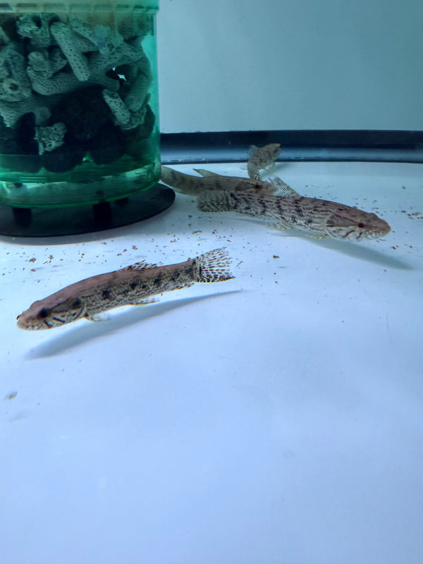 Wolf fish ( Hoplias Malabaricus )