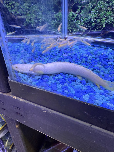 Albino Palmas bichir ( Polypterus Palmas )