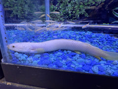 Albino Palmas bichir ( Polypterus Palmas )