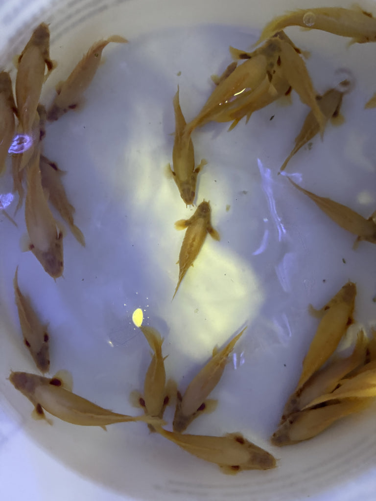 Shortbody Albino Polypterus Bichir (Polypterus senegalus)