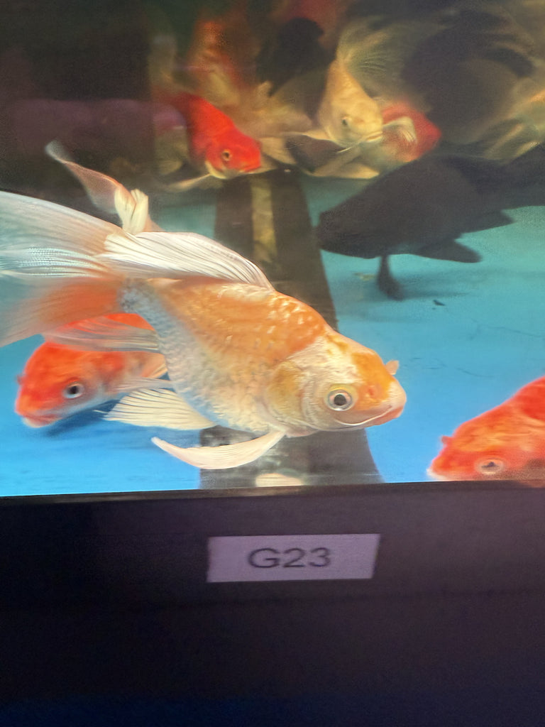 Golden Shortbody Long Fin Koi (A Grade)