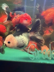 A Grade Specialty Thai Oranda Goldfish (Carassius Auratus) panda , Tri color , Red & black