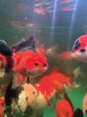 A Grade Specialty Thai Oranda Goldfish (Carassius Auratus) panda , Tri color , Red & black