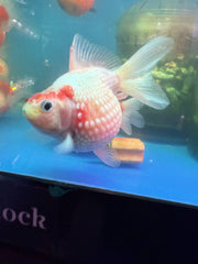 Ping Pong Pearlscale Goldfish (Carassius Auratus)