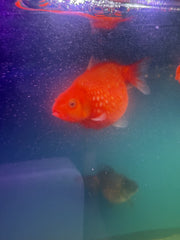 Ping Pong Pearlscale Goldfish (Carassius Auratus)