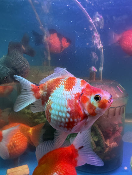 Ping Pong Pearlscale Goldfish (Carassius Auratus)