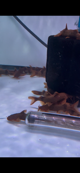 Catfish – monsteraquariumonline