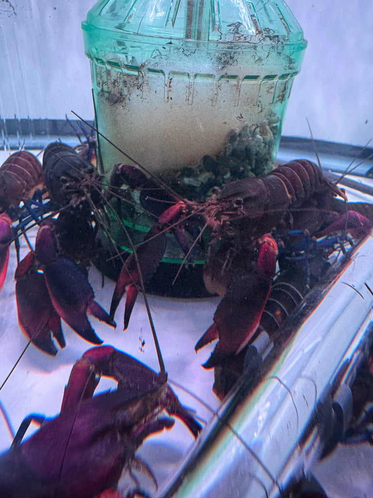 Boesemani Tri Color GREEN Crayfish (Cherax Boesemani) ONLY MALES