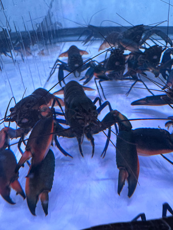 Boesemani Tri Color RED Crayfish (Cherax Boesemani)