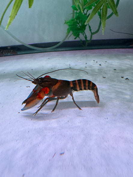 Blue Tip Tiger Crayfish ( Cherax peknyi) ONLY MALE!