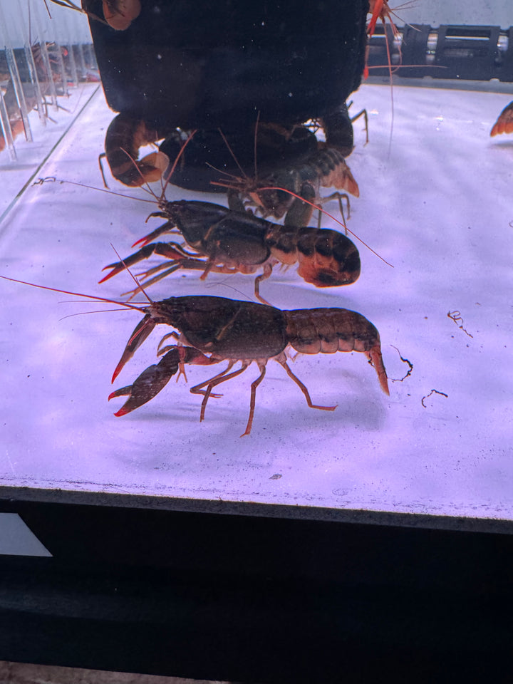 Papuan Orange Tip Crayfish (Cherax snowdeni)
