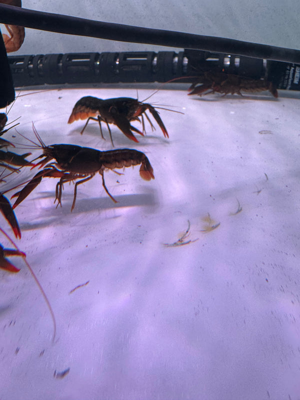 Papuan Orange Tip Crayfish (Cherax snowdeni)