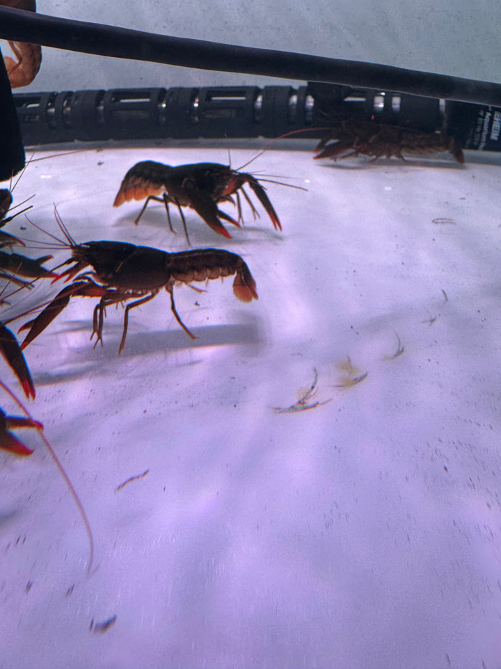 Papuan Orange Tip Crayfish (Cherax snowdeni)