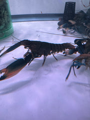 Snakeskin Crayfish (Cherax boesemani var. "Snakeskin ")