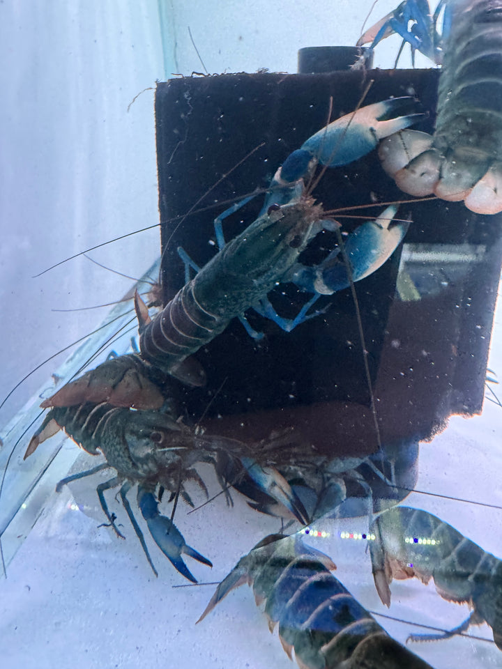 Snakeskin Crayfish