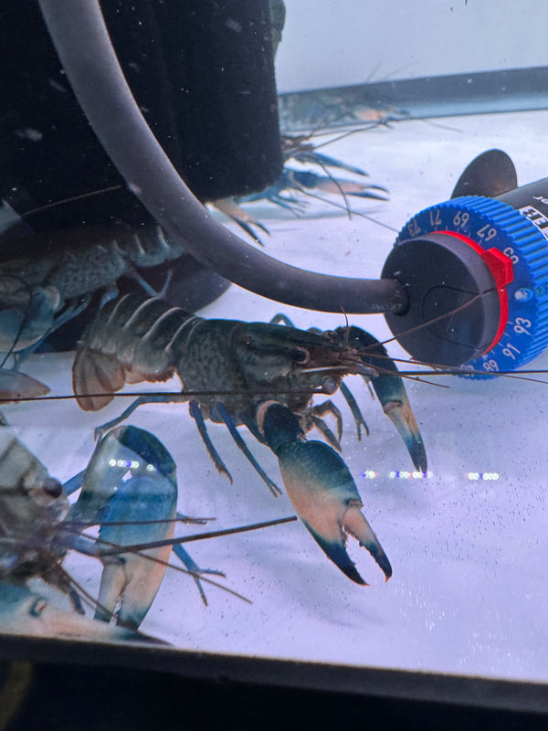 Snakeskin Crayfish