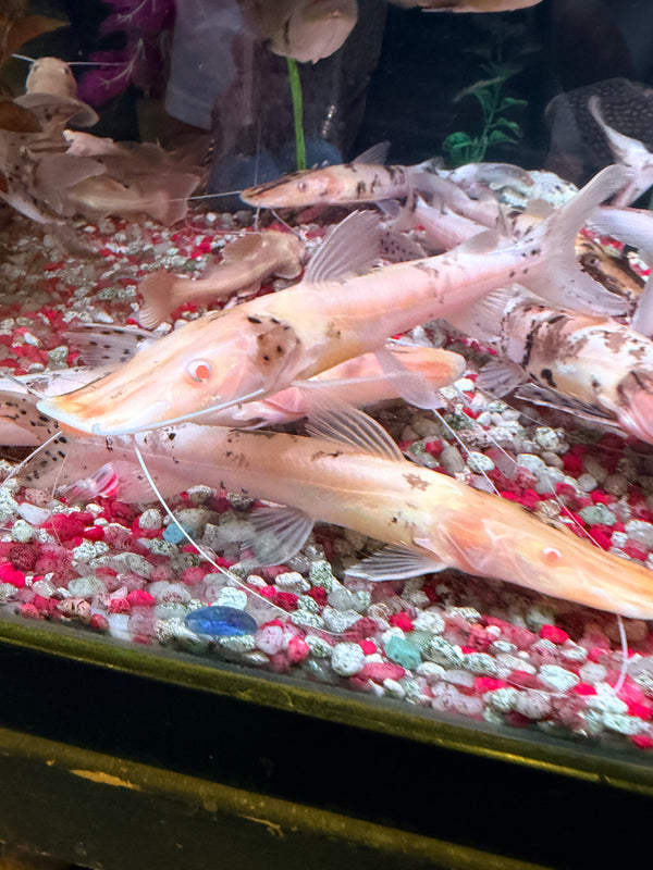 Albino Marbled Tiger Shovelnose Catfish (Pseudoplatystoma fasciatum) (Copy)