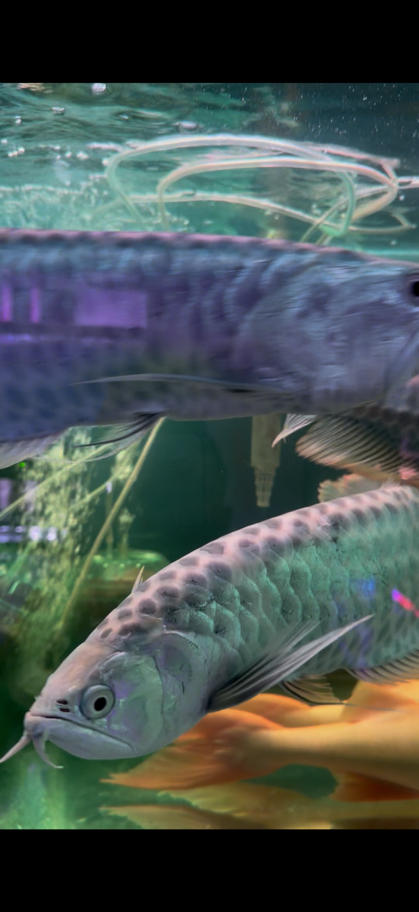 Chocolate Silver Arowana (Osteoglossum bicirrhosum)