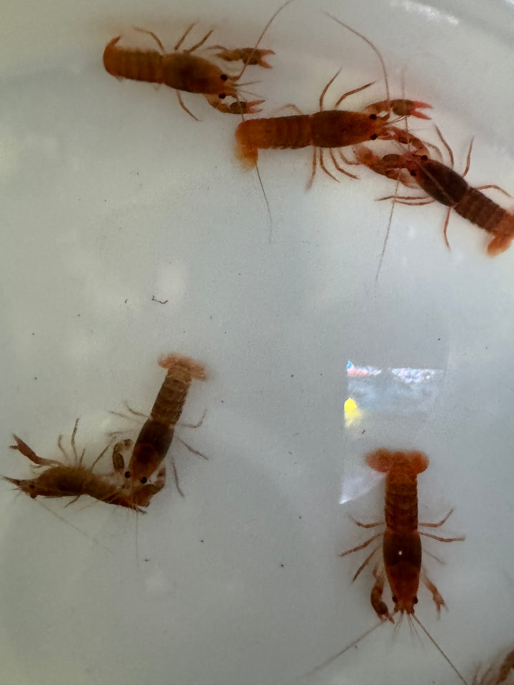 Volcano Yabby  (Cherax destructor)