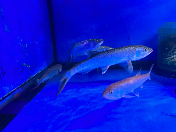 Burmese trout (Raiamas guttatus)