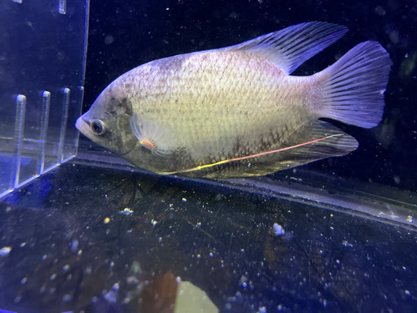 Panda Giant Gourami (Osphronemus goramy)