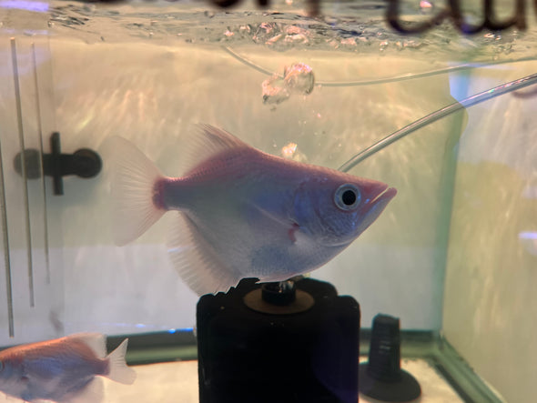 Platinum Archer Fish (Toxotes jaculatrix)