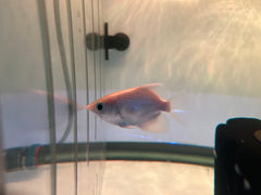 Platinum Archer Fish (Toxotes jaculatrix)