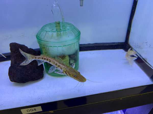 Flagtail catfish (Dianema urostriatum)