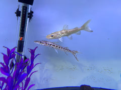 Platinum Tiger Shovelnose Catfish (Pseudoplatystoma fasciatum)