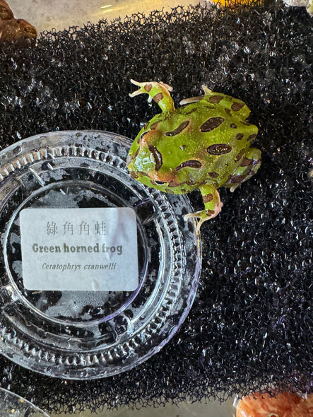 Green Horned frog ( Ceratophrys Cranwelli )