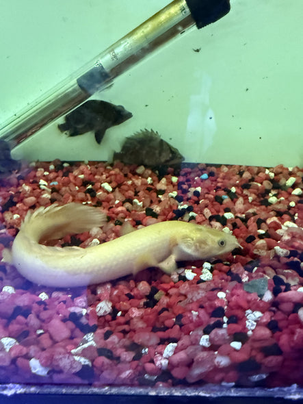 Leucistic Golden Weeksii Polypterus Bichir (Polypterus weeksii)