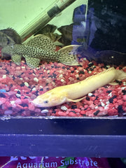 Leucistic Golden Weeksii Polypterus Bichir (Polypterus weeksii)