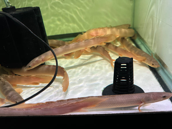 Senegal Bichir (Polypterus senegalus)