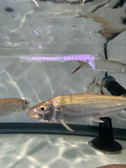 Forskahlii Tiger Fish (Hydrocynus Forskahlii )