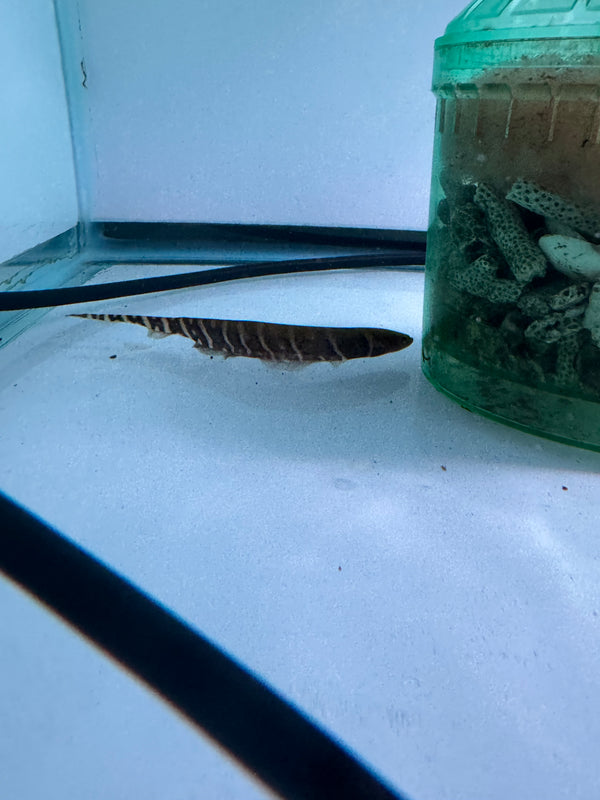 Tiger knifefish (Gymnotus tigre)