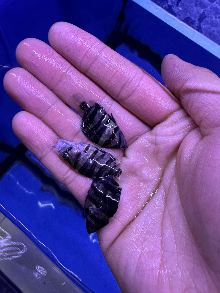 Sumatra Tiger Datnoid (Datnioides microlepis )