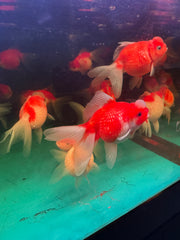 Ping Pong Pearlscale Goldfish (Carassius Auratus)