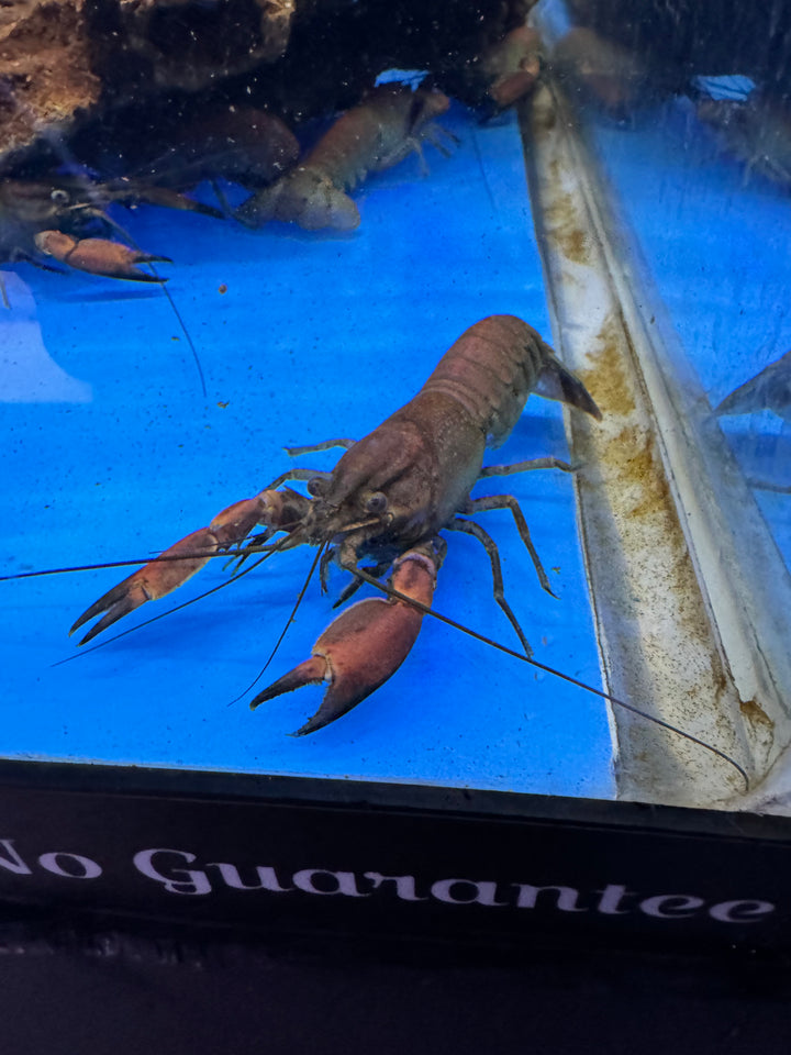 Red Brick Crayfish (Cherax Boesemani)